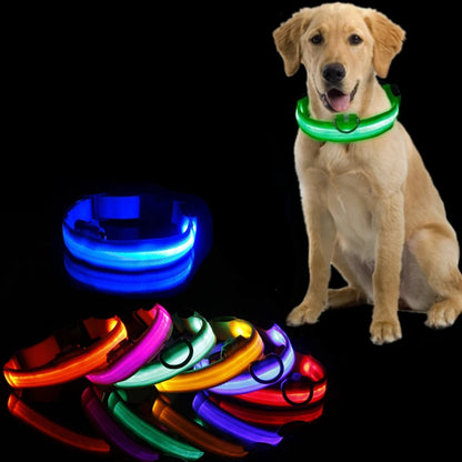 Dog Collar with LED Lighting