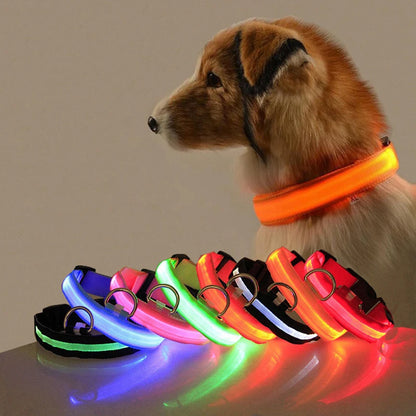 Dog Collar with LED Lighting