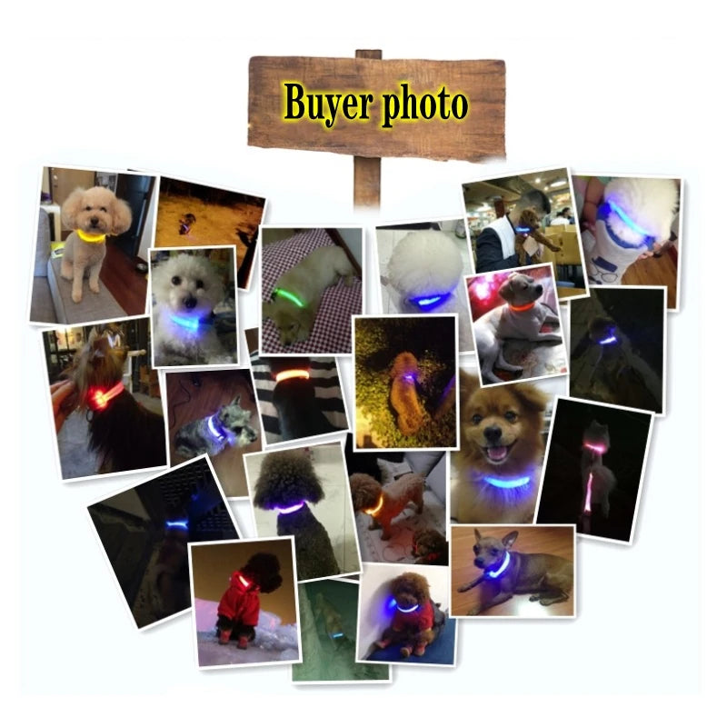 Dog Collar with LED Lighting