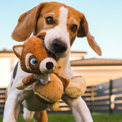 Indestructible Dog Chew Toys